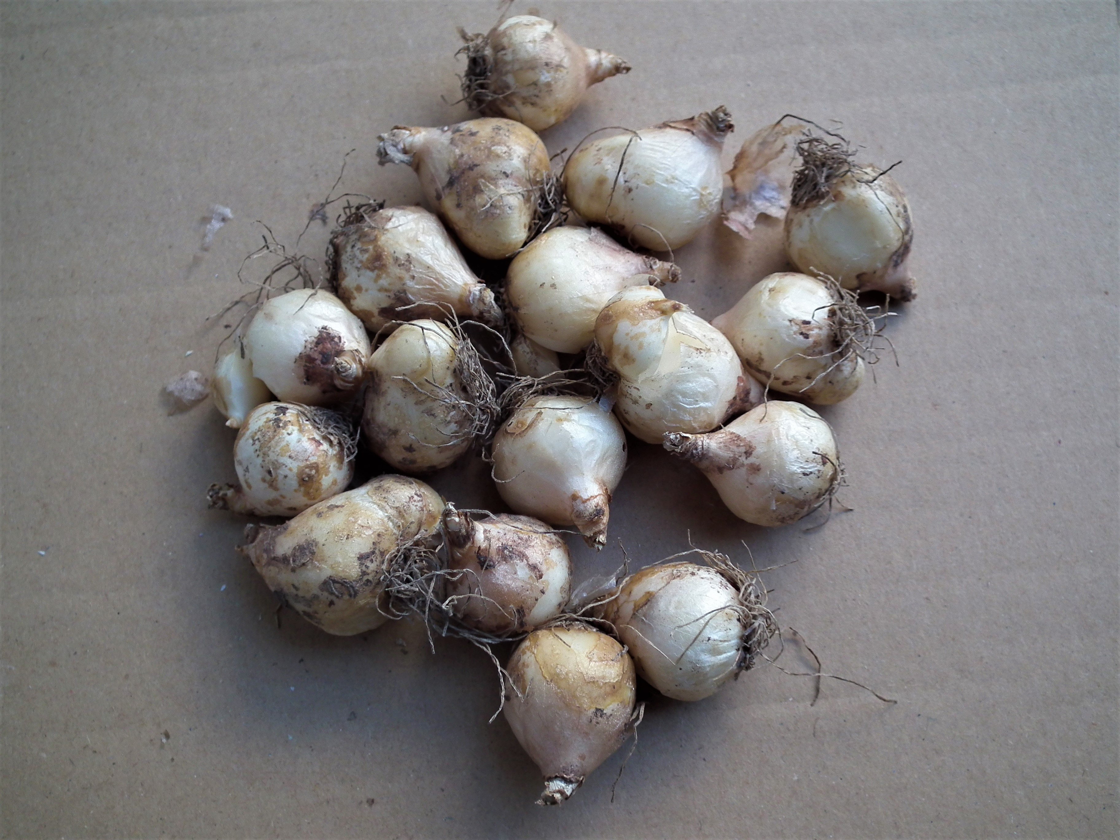 muscari bulbs.jpg